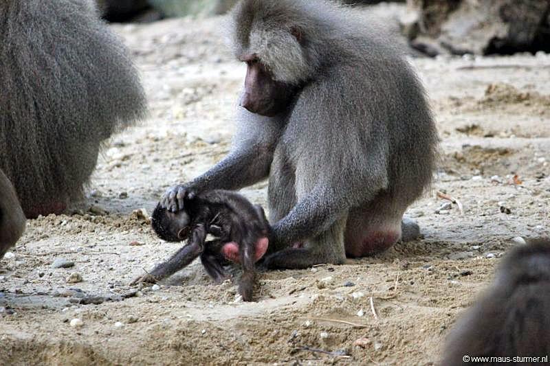 2010-08-24 (654) Aanranding en mishandeling gebeurd ook in de apenwereld.jpg